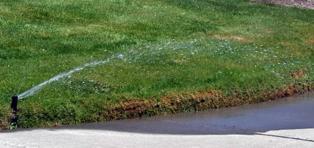 Water-wise gardening